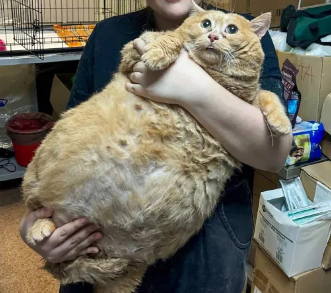 World’s Fatest Cat Dies Despite Stint at Fat Camp